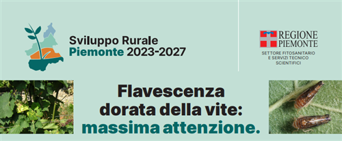 Flavescenza dorata della vite